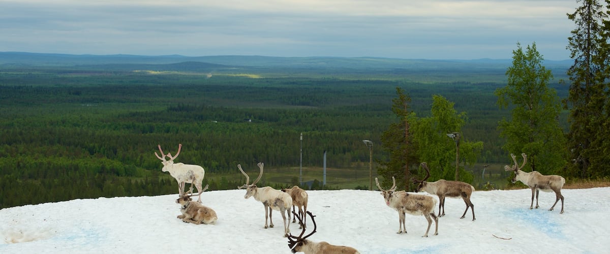 Pyhatunturi showing snow, tranquil scenes and land animals