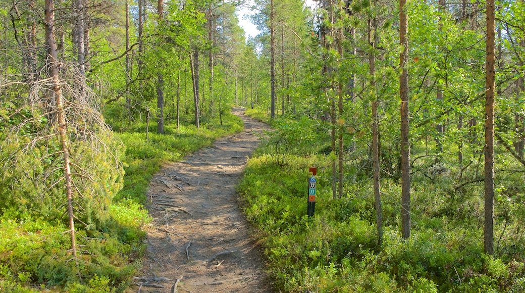 Enontekio johon kuuluu rauhalliset maisemat ja metsänäkymät