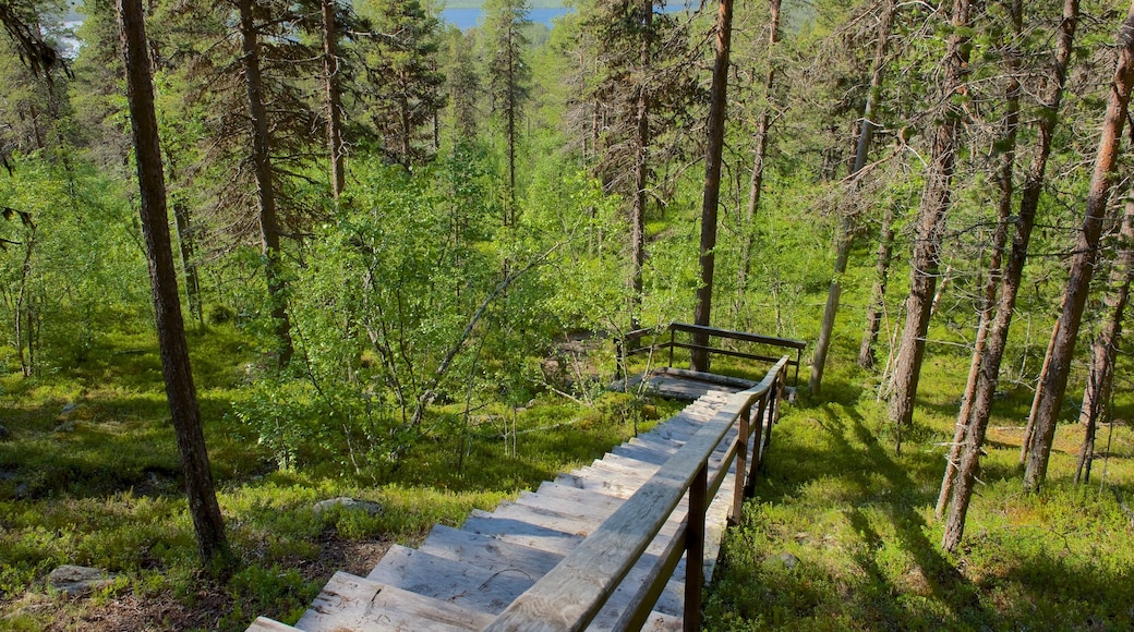 Enontekio showing forest scenes