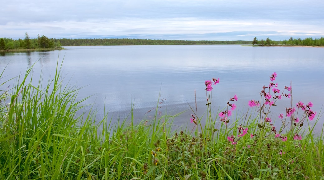 Muotkajarvi inclusief vredige uitzichten, een rivier of beek en bloemen