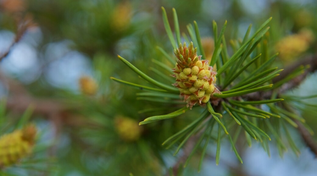 Muotkajarvi toont wilde bloemen