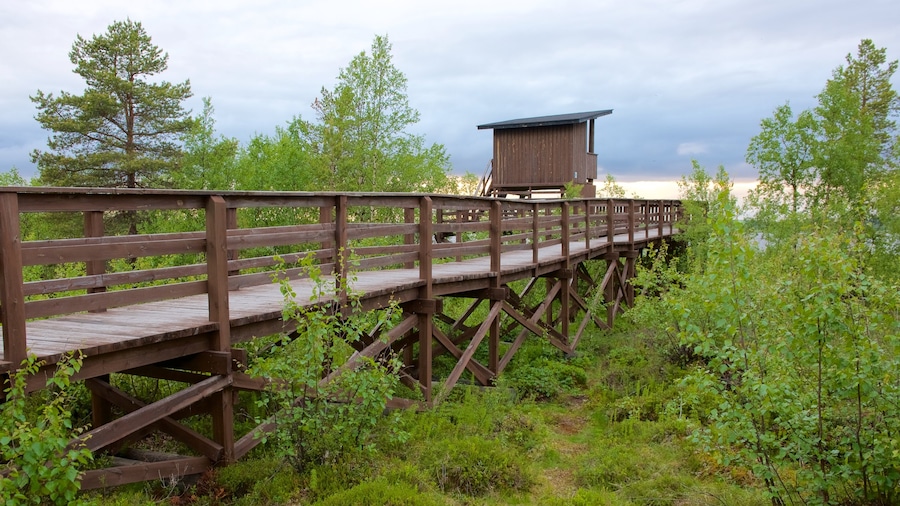 Torre per il birdwatching di Sotkajarven caratteristiche di palude, paesaggi rilassanti e vista