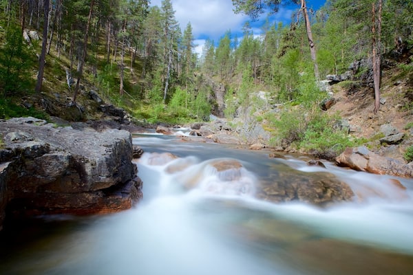 Lemmenjoki National Park which includes rapids, tranquil scenes and forest scenes
