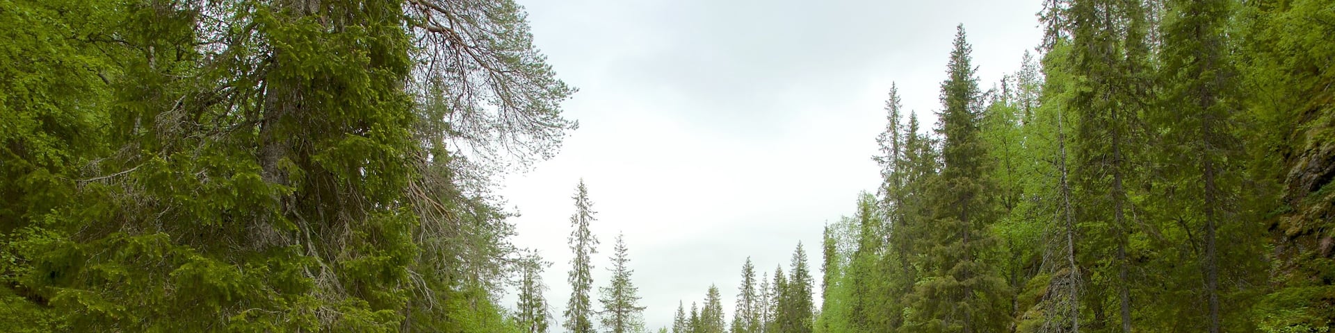 Parque nacional Pyha-Luosto que incluye un lago o abrevadero y escenas forestales