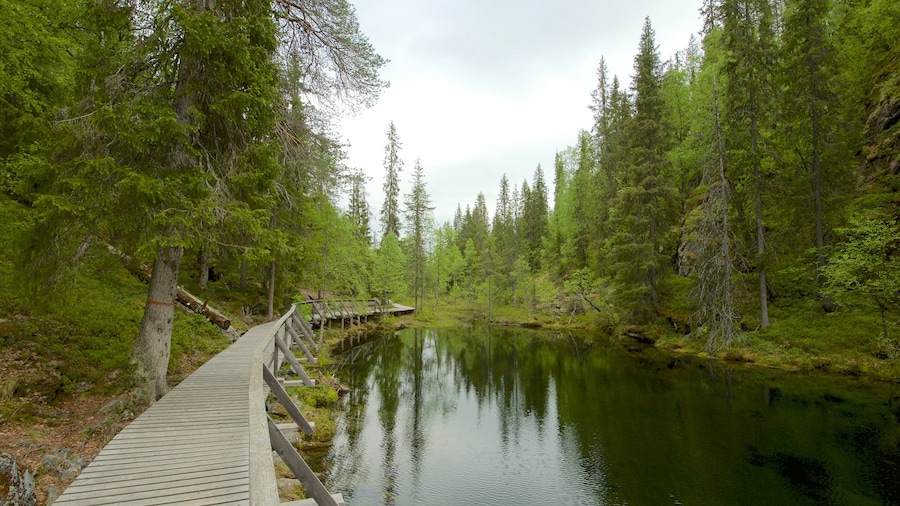 Pyha-Luosto National Park featuring a lake or waterhole and forests