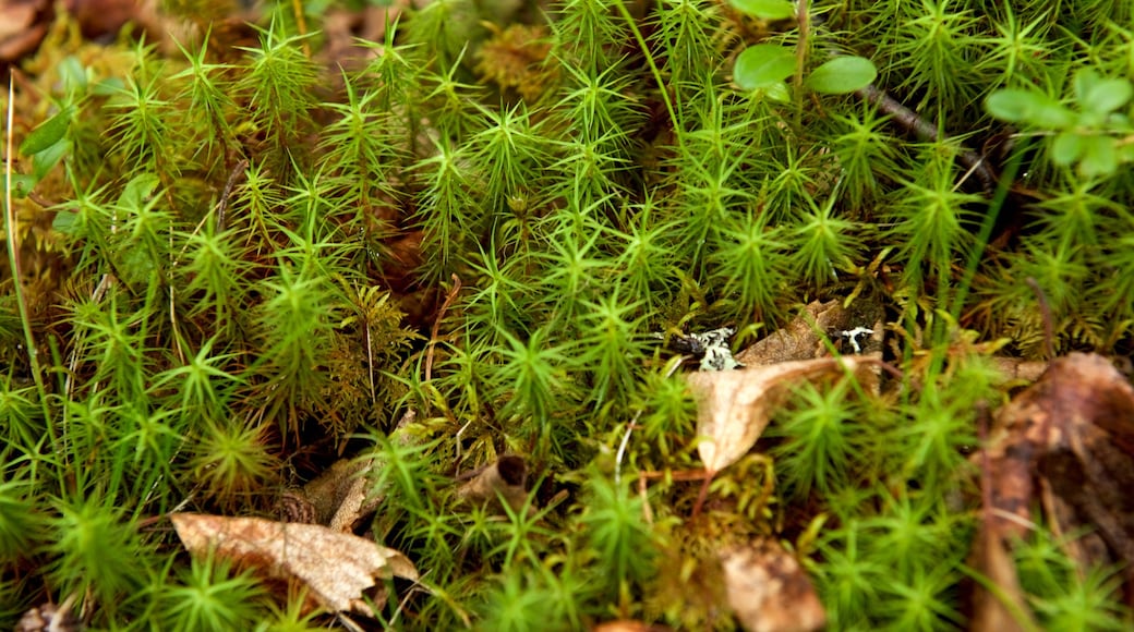 Nationaal park Pallas-Yllastunturi bevat een tuin