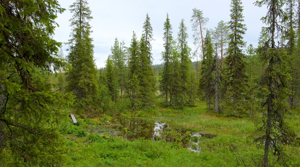 Pallas-Yllastunturi National Park which includes forest scenes and a lake or waterhole