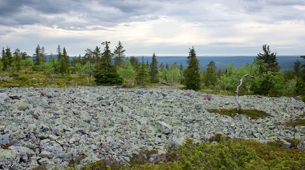 Pallas-Yllastunturi National Park showing tranquil scenes, landscape views and forest scenes