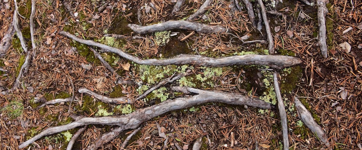 Parque nacional Pallas-Yllastunturi ofreciendo bosques