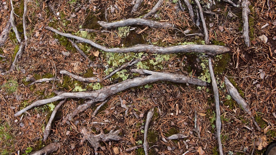 Nationaal park Pallas-Yllastunturi toont bossen