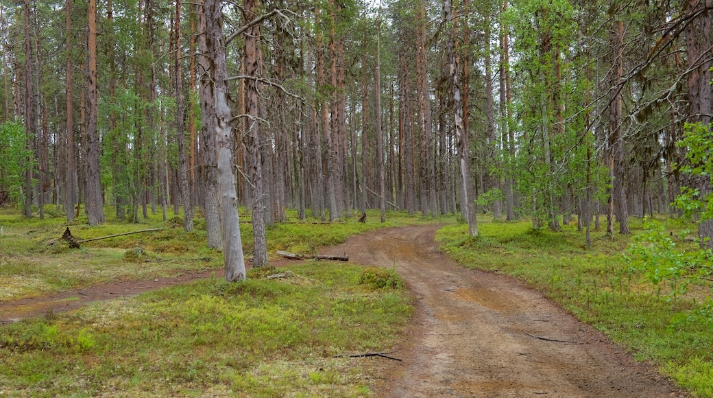 Pallas-Yllästunturin kansallispuisto johon kuuluu rauhalliset maisemat ja metsänäkymät