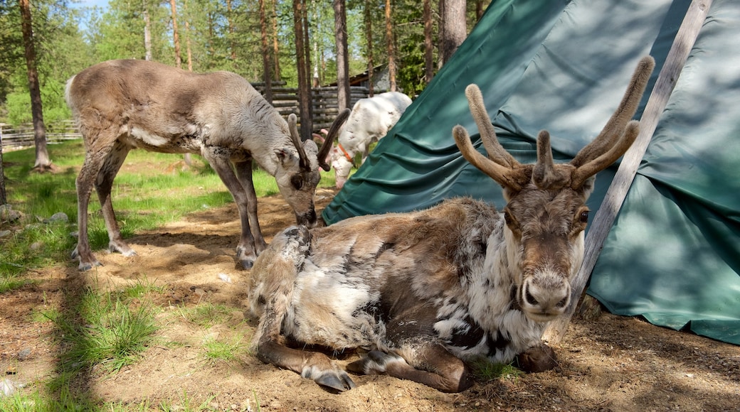 Luosto inclusief schattige dieren en akkerland