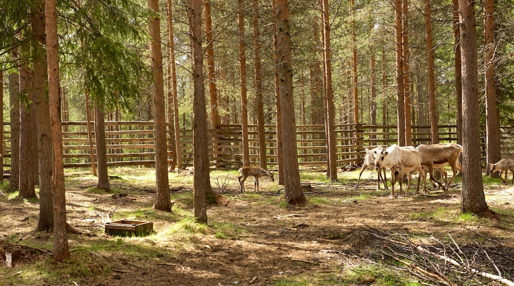 Luosto featuring cuddly or friendly animals, tranquil scenes and farmland