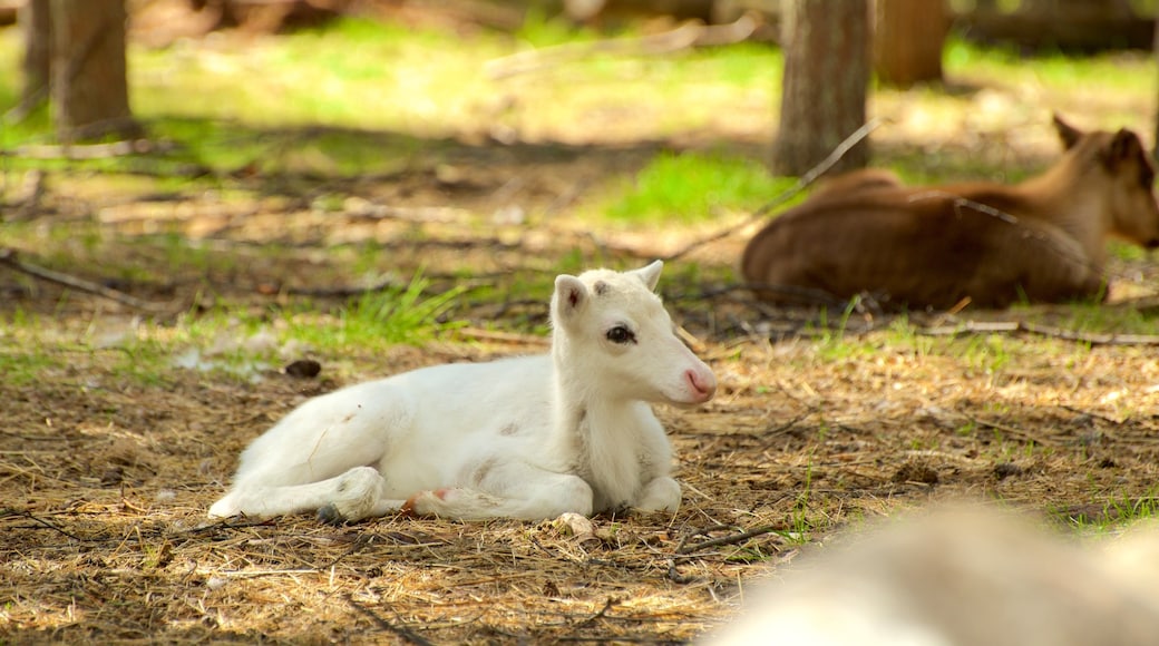 Luosto das einen Farmland und niedliche oder freundliche Tiere