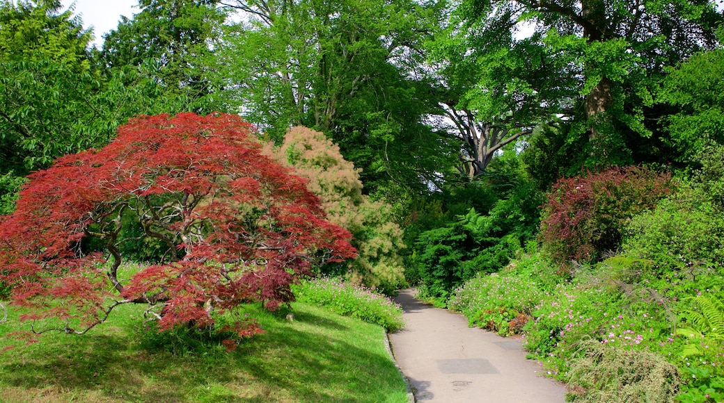 Royal Victoria Park showing a park