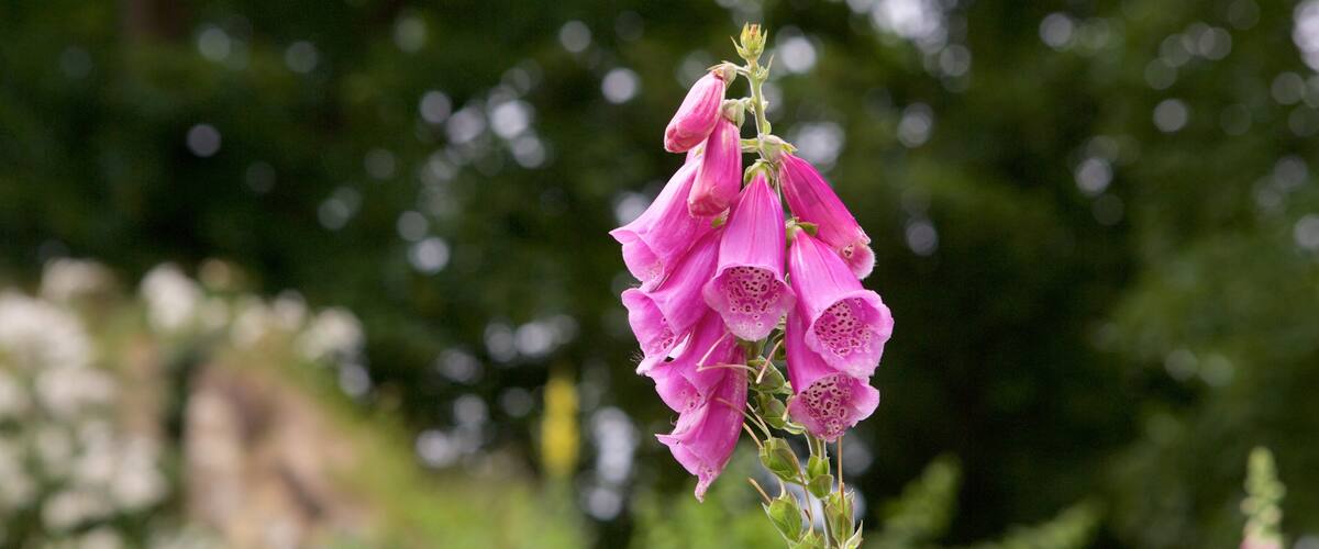 Castillo de Sudeley mostrando flores