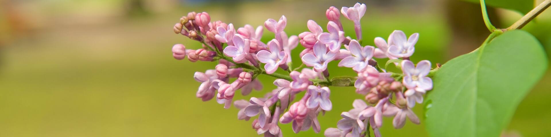 Old Church of Helsinki which includes flowers