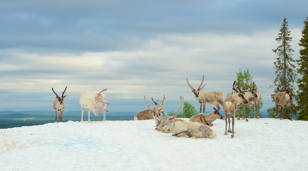 Pyhatunturi welches beinhaltet Schnee und Landtiere