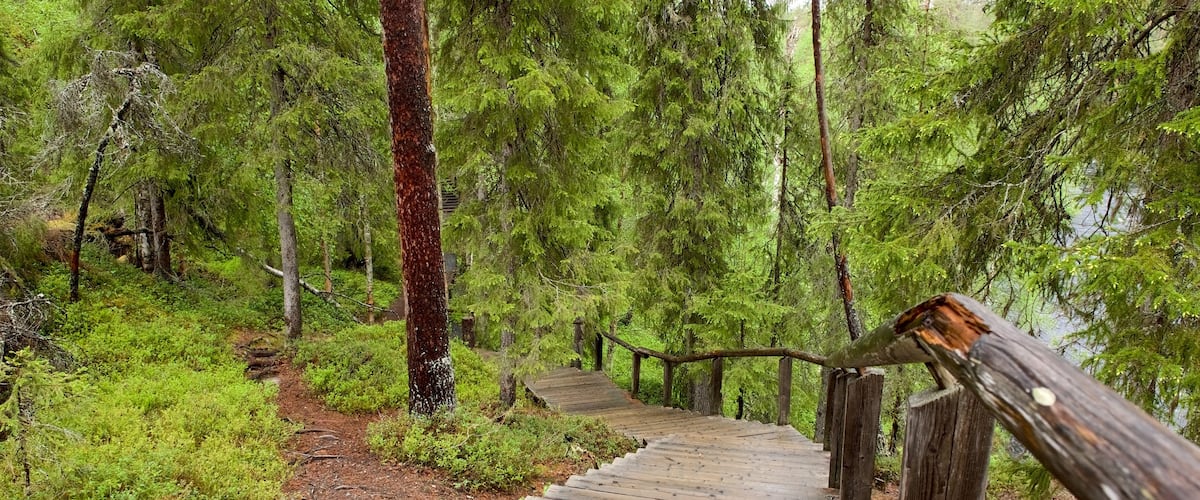 Oulanka featuring forests