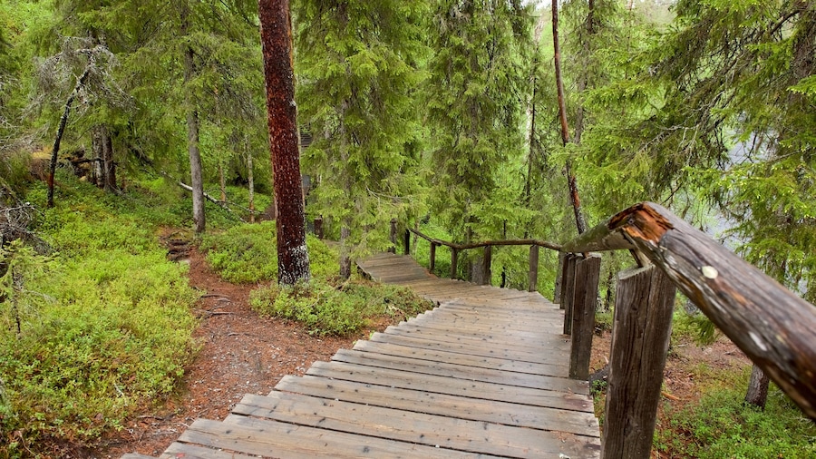 Oulanka mostrando foresta