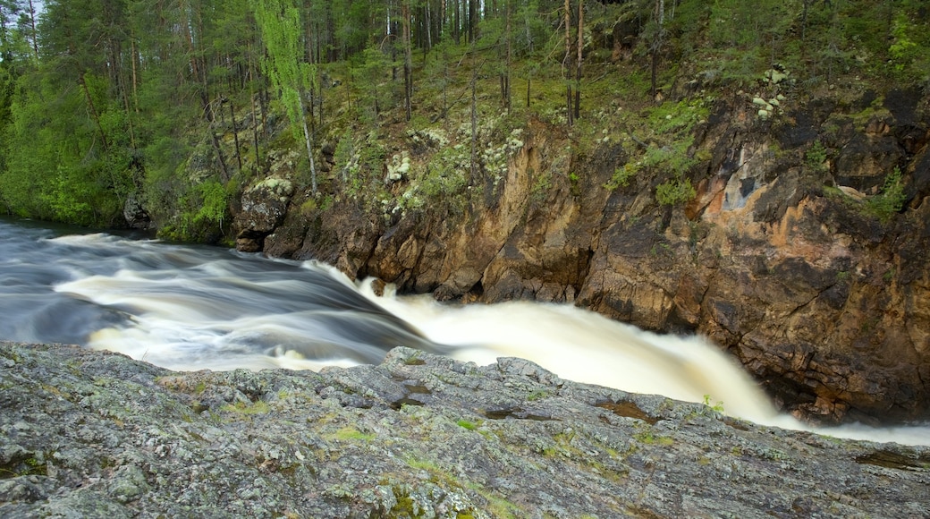 Oulanka featuring forest scenes, rapids and a gorge or canyon