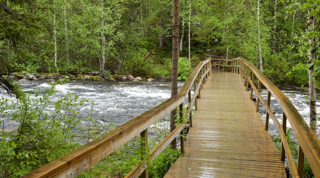 Oulanka showing rapids, a bridge and forests