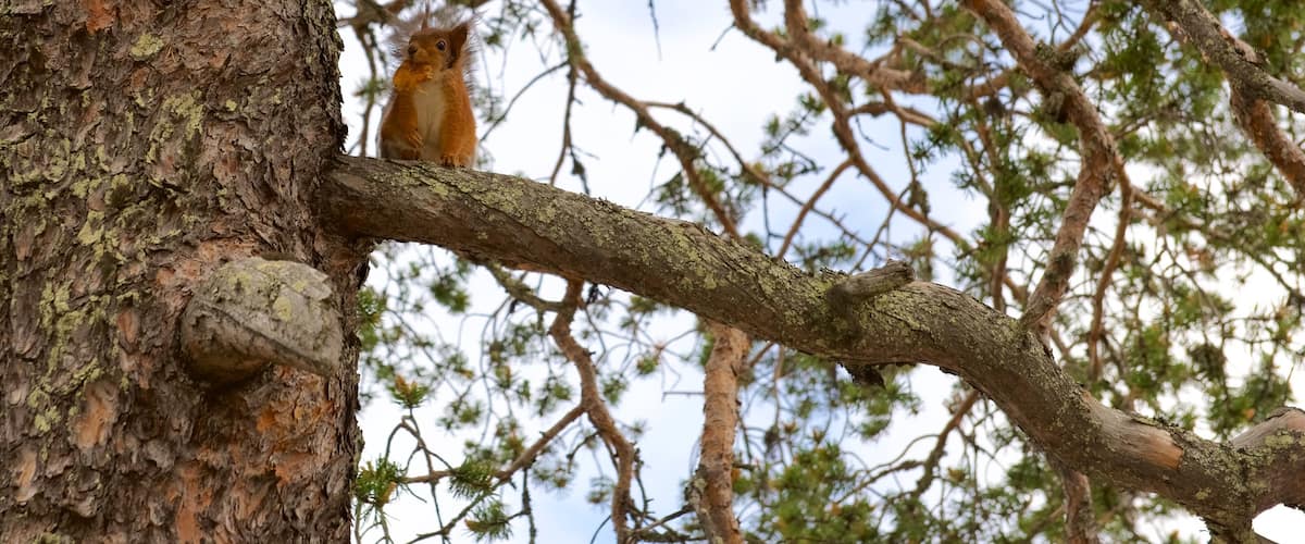 Saariselkä ofreciendo escenas forestales y animales tiernos