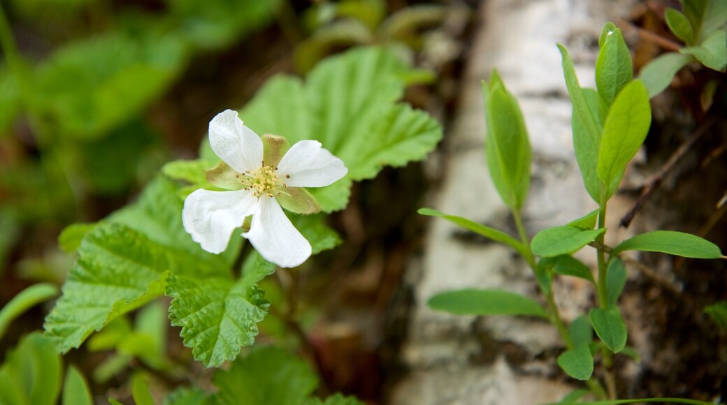 Parque nacional Urho Kekkonen que incluye flores