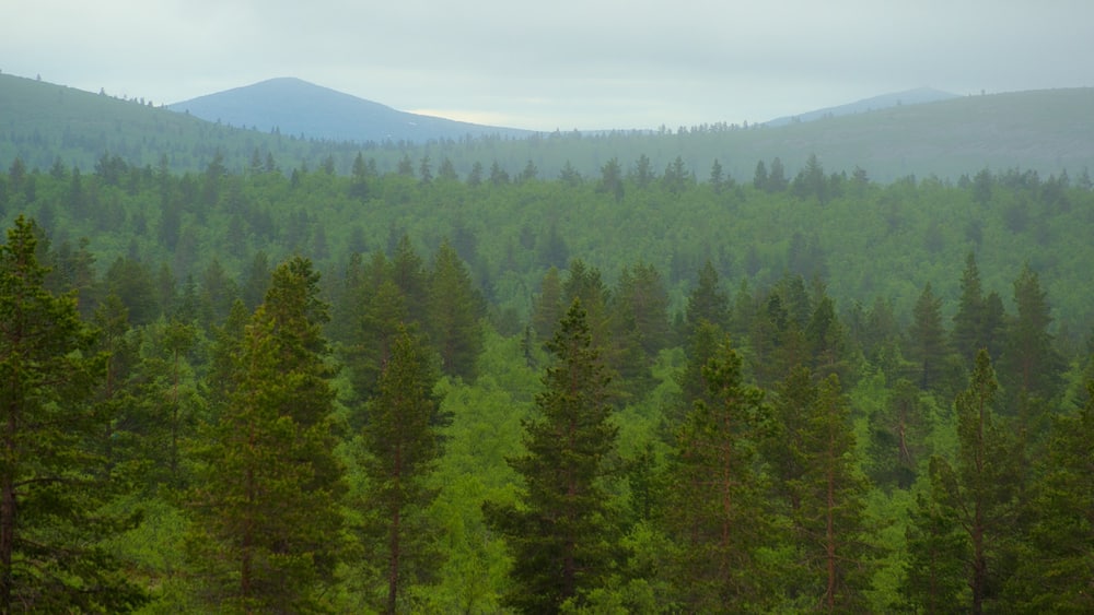 Urho Kekkonen National Park showing tranquil scenes, landscape views and forests