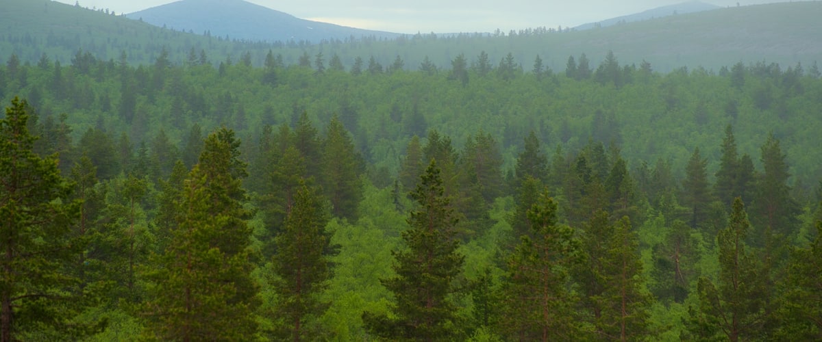 Parque nacional Urho Kekkonen que incluye vistas de paisajes, escenas tranquilas y bosques