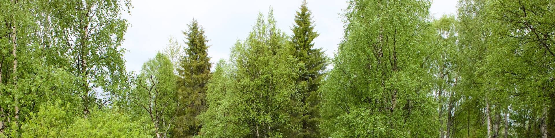 Kuusamo Park featuring forest scenes and a river or creek