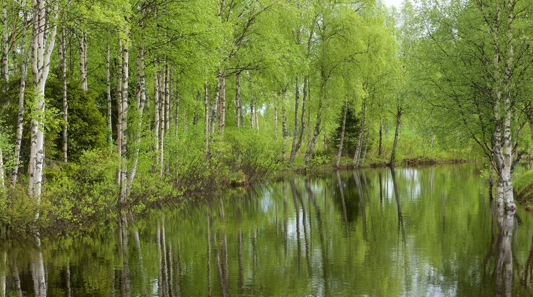 Kuusamo Park som inkluderar skogslandskap och en å eller flod