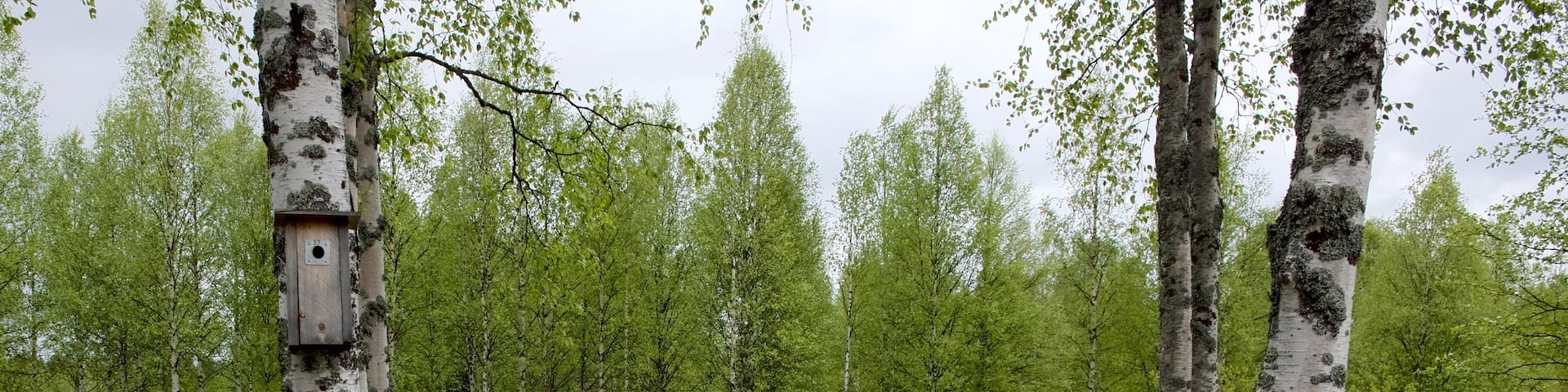 Kuusamo Park featuring a river or creek and forest scenes