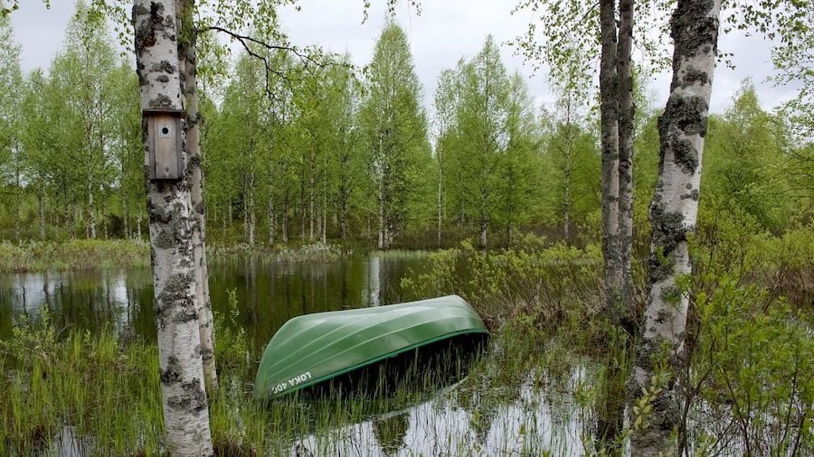 Parque de Kuusamo ofreciendo escenas forestales y un río o arroyo