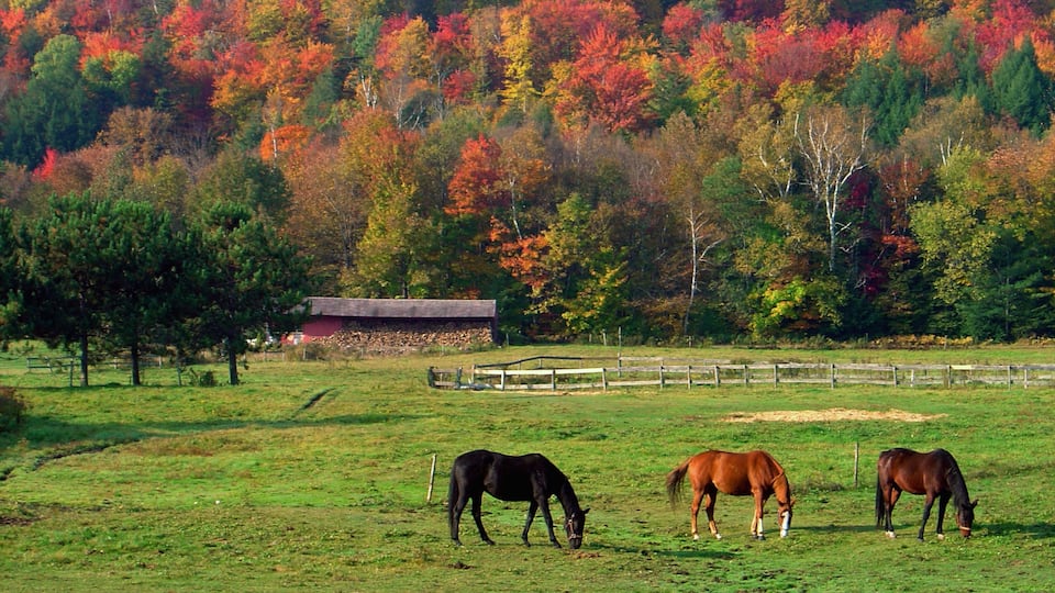 Stowe mostrando hojas de otoño, tierras de cultivo y animales terrestres