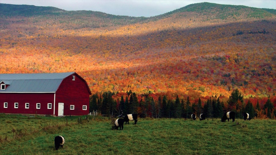 Stowe ofreciendo vistas de paisajes, animales terrestres y hojas de otoño