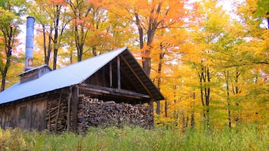 Stowe which includes a house, forests and autumn colours