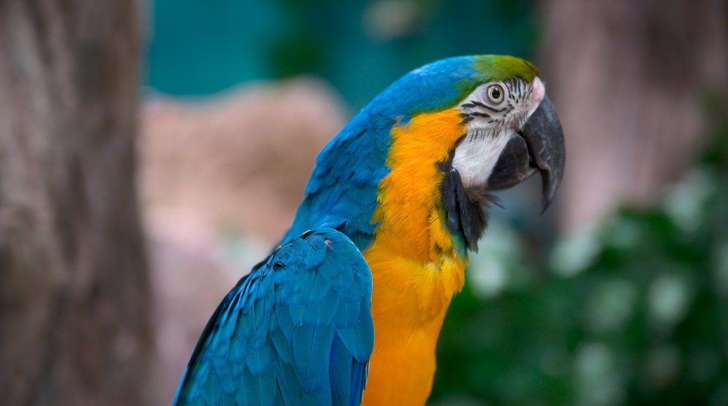 Veracruz Aquarium showing zoo animals and bird life