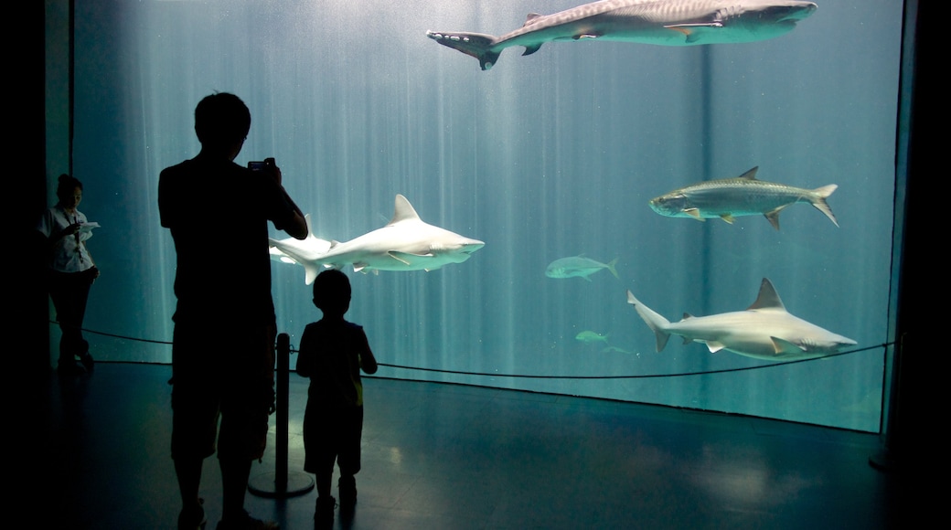 Acuario de Veracruz toont zeedieren en interieur