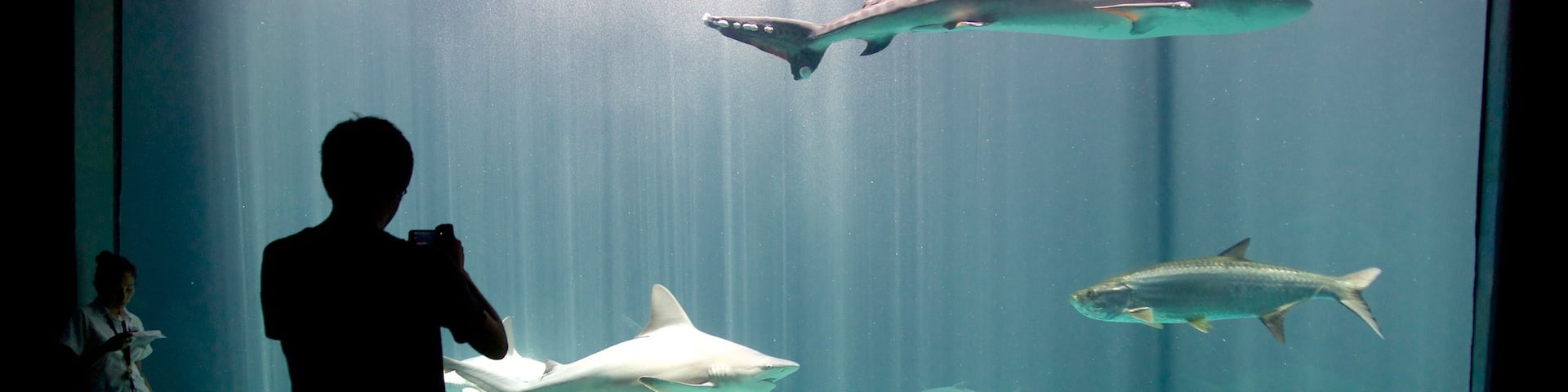 Veracruz Aquarium which includes marine life and interior views