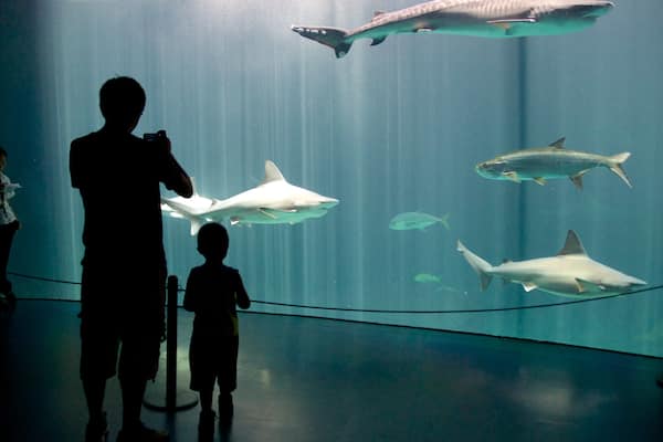 Veracruz Aquarium welches beinhaltet Meeresbewohner und Innenansichten