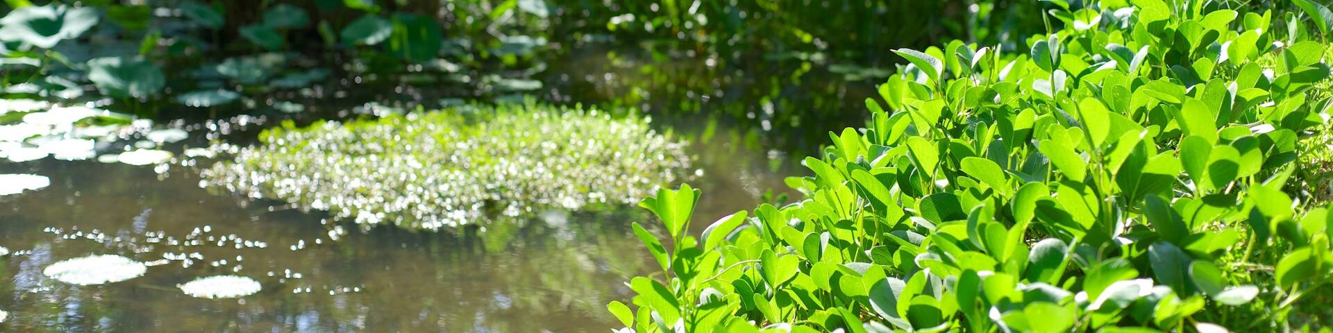 JardĂn BotĂĄnico de Acapulco mit einem Park und Teich