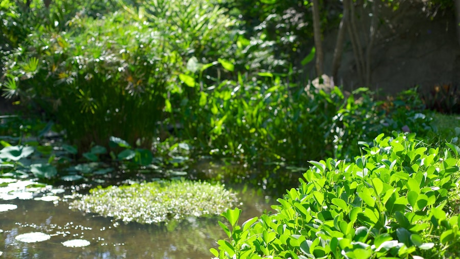 Jardin Botanico de Acapulco which includes a garden and a pond