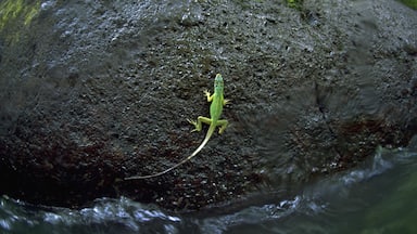 Grenada inclusief dieren