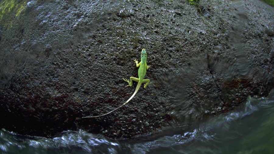 Grenada welches beinhaltet Tiere