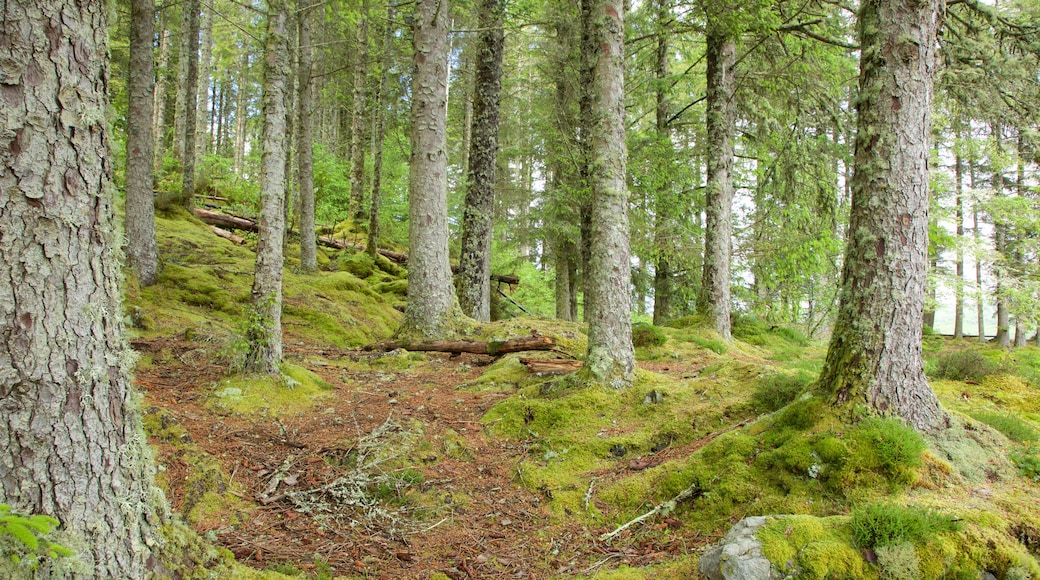 Scottish Sealife Sanctuary che include paesaggio forestale