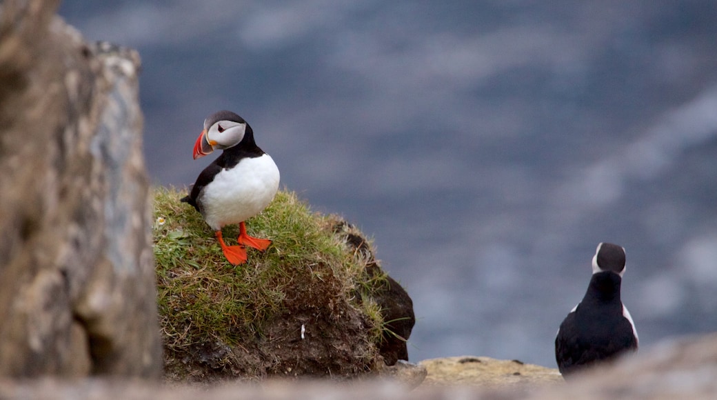 Dunnet Head Lighthouse featuring bird life