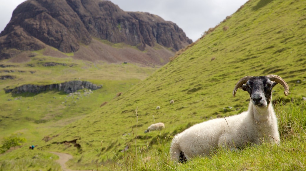 Skye toont vredige uitzichten, bergen en landdieren