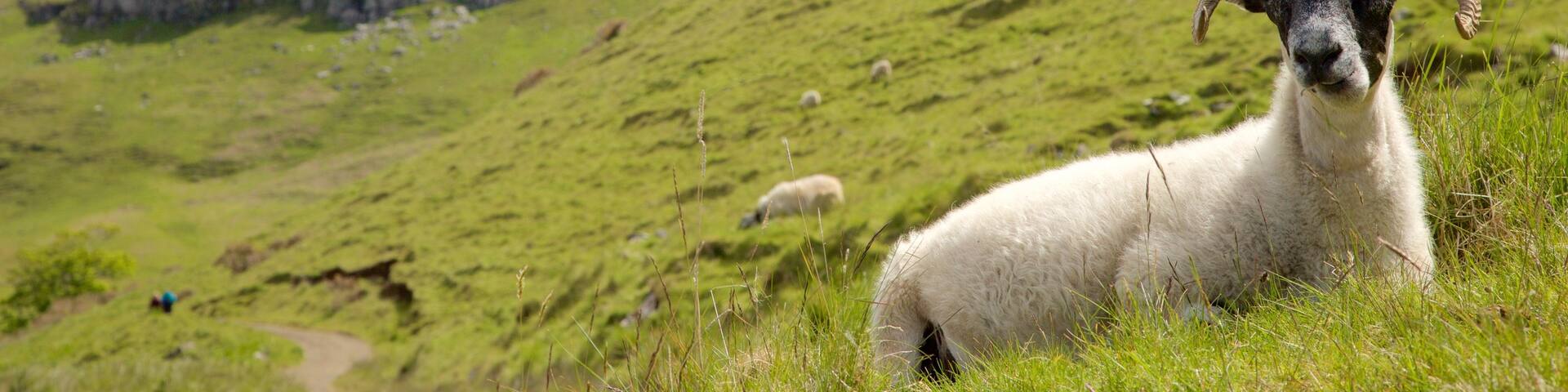 Isle of Skye featuring mountains, tranquil scenes and land animals