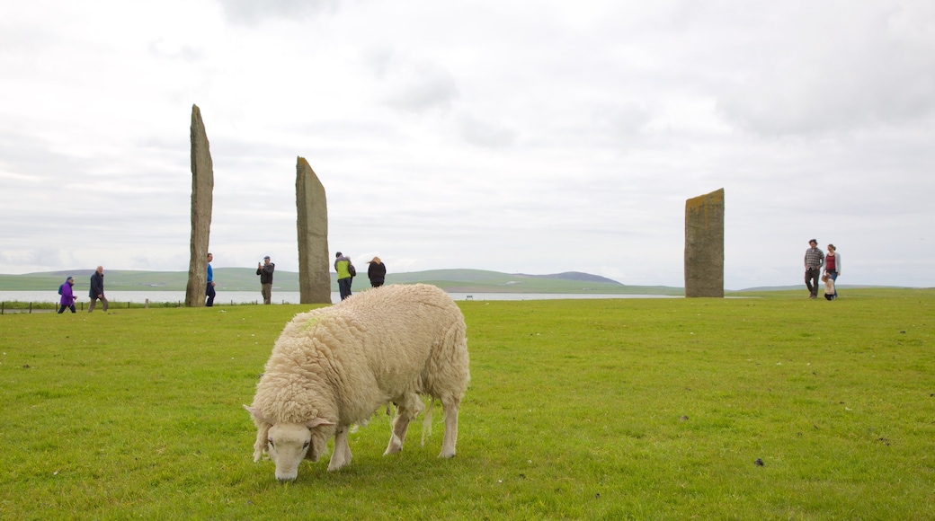 Standing Stones of Stenness featuring a monument, tranquil scenes and land animals